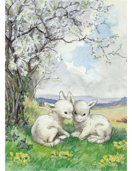 Ansichtkaart lammetjes Molly Bret