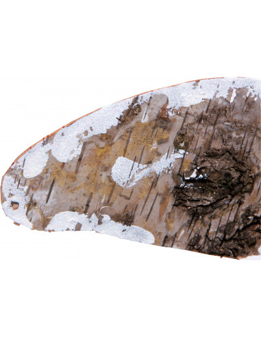 Decoratie paddenstoelen